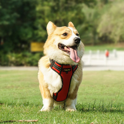 kupować Wodoszczelny pas Hi Vis dla psów LED Light Up Dog Harness XS-XL produkcja online